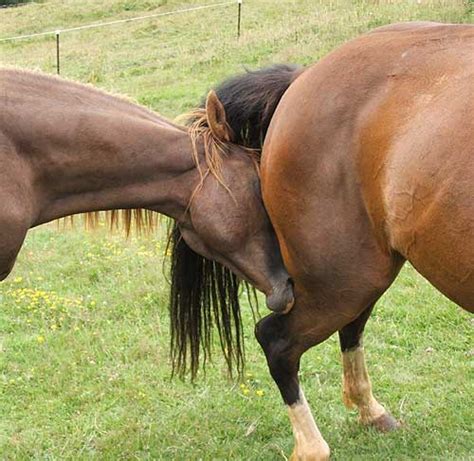 A Natural Breeding Experience - Natural Horse World