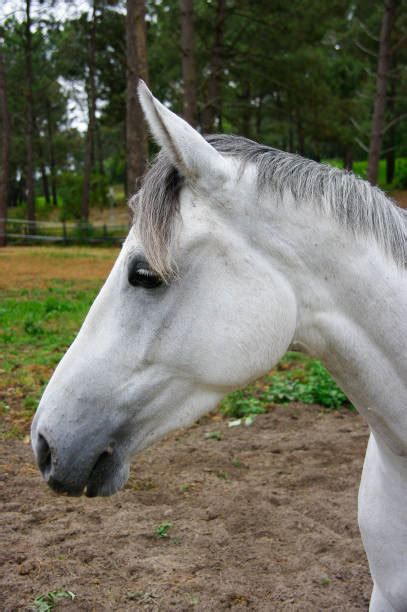 Best Horses Mating Close Up Stock Photos, Pictures ...