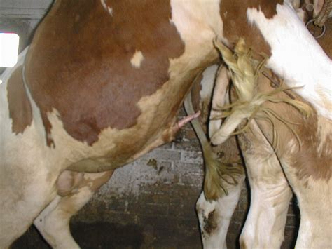 cows mating - DriverLayer Search Engine cows mating DriverLayer Search Engine