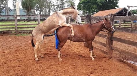 Donkey And Horse Mating Horse And Donkey Mating Horse Mare