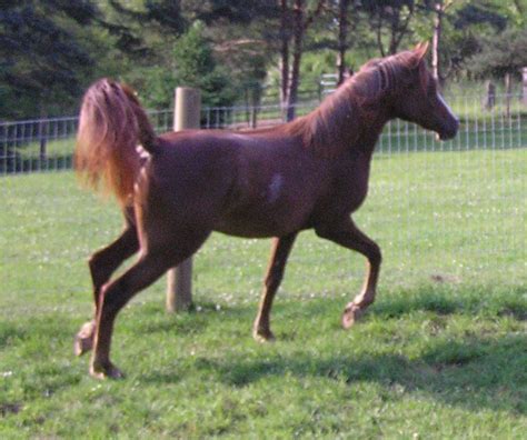 Free graphics software, horses mating up close gif, easter ...