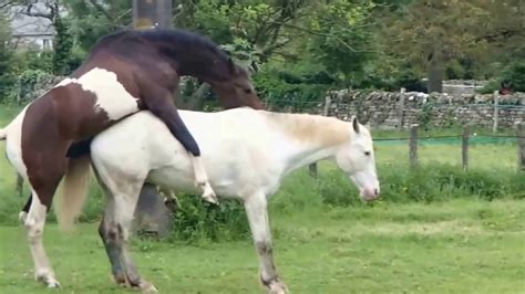 Fully Natural Horse mating human intervention Full HD ...