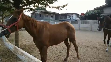 Horse Breeding (Mating horse) For study - YouTube Horse Breeding Mating horse For study YouTube