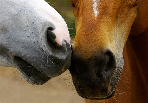 Horse Mating Pictures, Images and Stock Photos - iStock