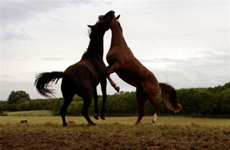 Horses Mating Close Up Pictures, Images and Stock Photos ...