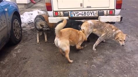 Horses Mating Up Close And Hard LongTime Horses Breeding ...