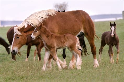 Horses Mating Up Close | just b.CAUSE