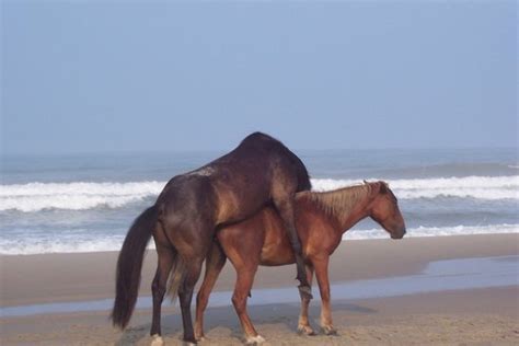 horses mating with each other up close | fashion celebrity