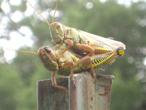 My horse, my solitude, my new country life