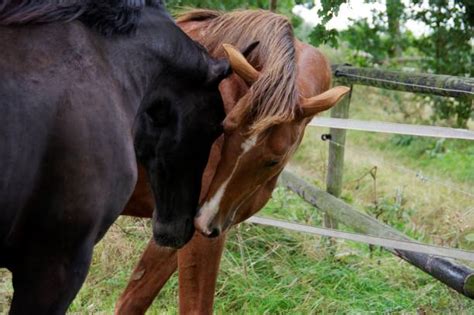 Royalty Free Horses Mating Close Up Pictures, Images and ...