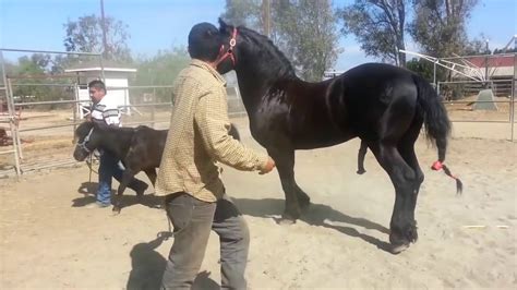 Two large HORSES mating with man - YouTube Two large HORSES mating with man YouTube