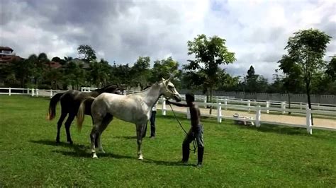 Wild Horse Mating with accident - first strong then weak ...
