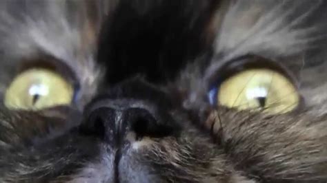 Cat Face Close Up / çŒ«ã®é¡”ã®ã‚¢ãƒƒãƒ— - YouTube