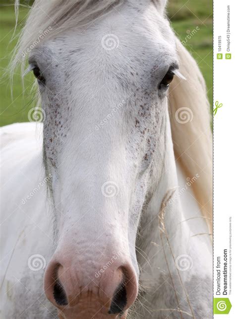 Gray Horse Full Face Close Up Royalty Free Stock Photo ...